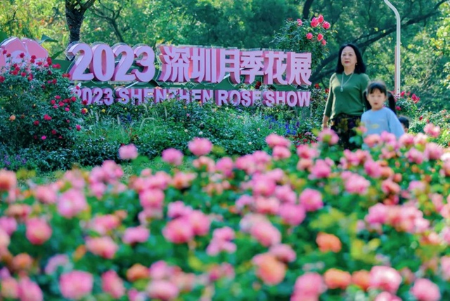 限时20天！2023深圳月季花展来了~