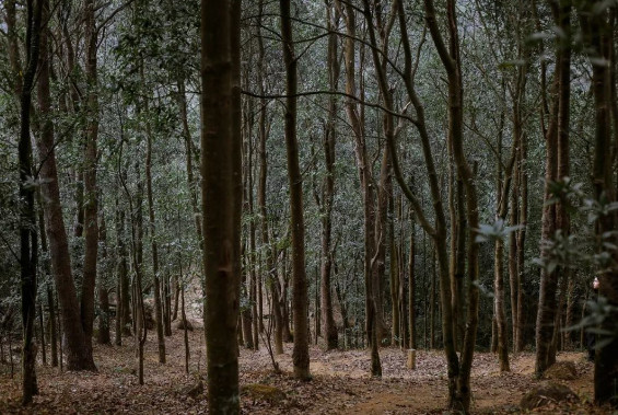 深圳极少人知道的“原始登山道”，太太太好爬了...