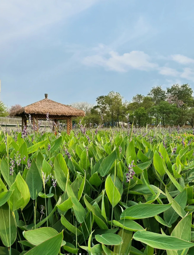 深圳鹅颈水湿地公园花都开好了，好美