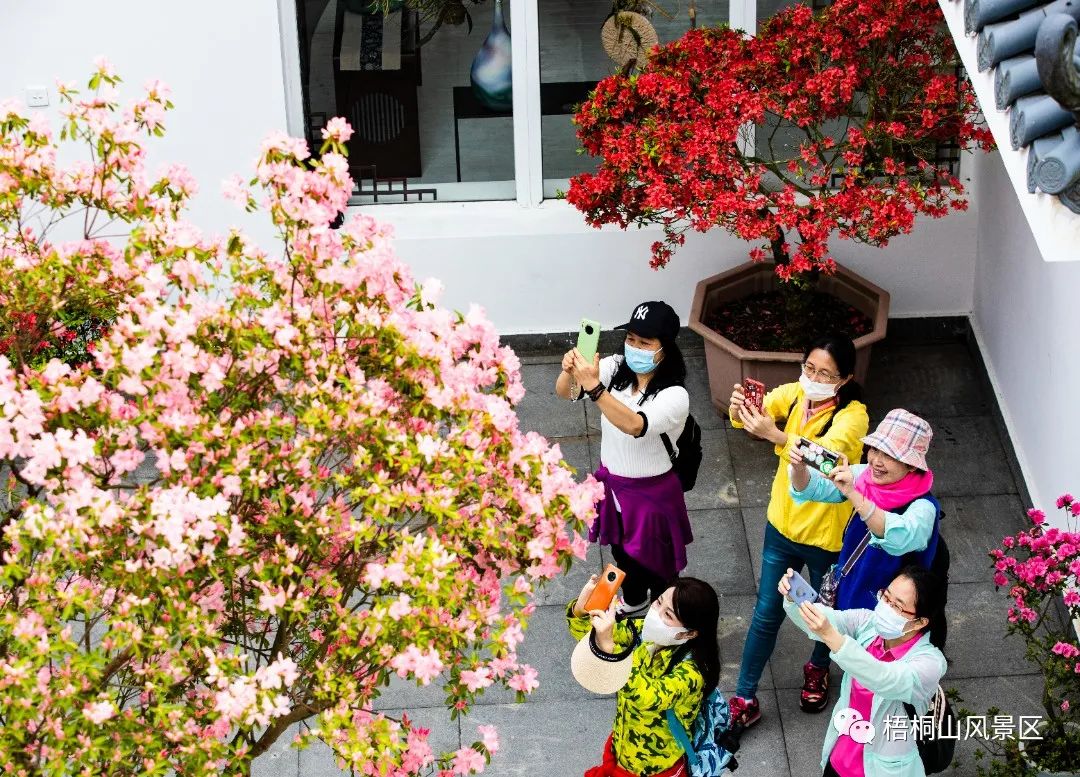 春天的邀约 | 第八届梧桐山毛棉杜鹃节将于3月17日开幕