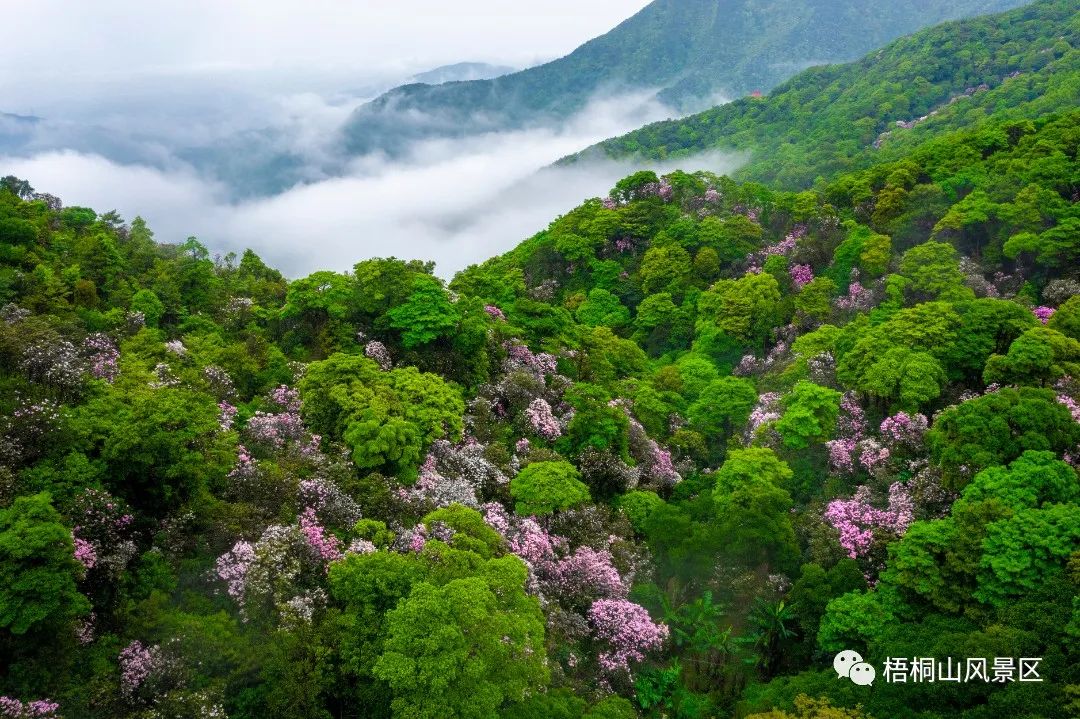 春天的邀约 | 第八届梧桐山毛棉杜鹃节将于3月17日开幕