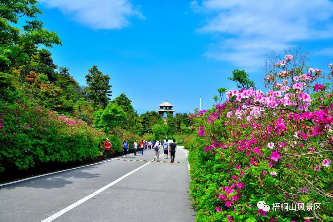 春天的邀约 | 第八届梧桐山毛棉杜鹃节将于3月17日开幕