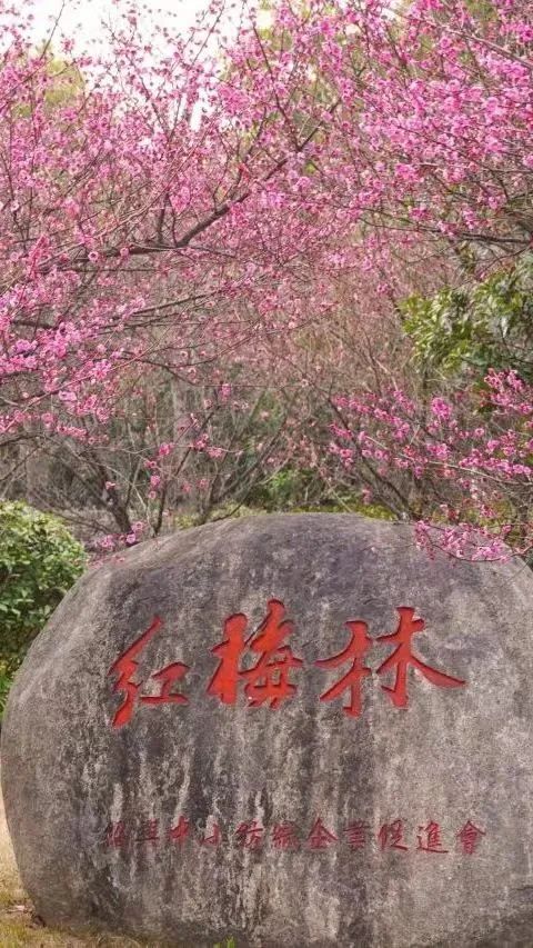 春天的邀约 | 第八届梧桐山毛棉杜鹃节将于3月17日开幕