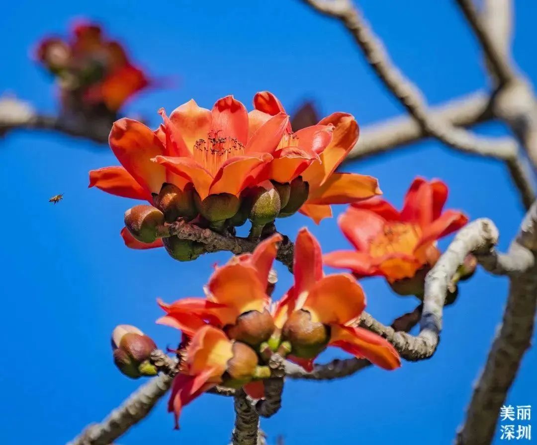 3月花历 | 鹏城花开数不尽，一城春色半城花