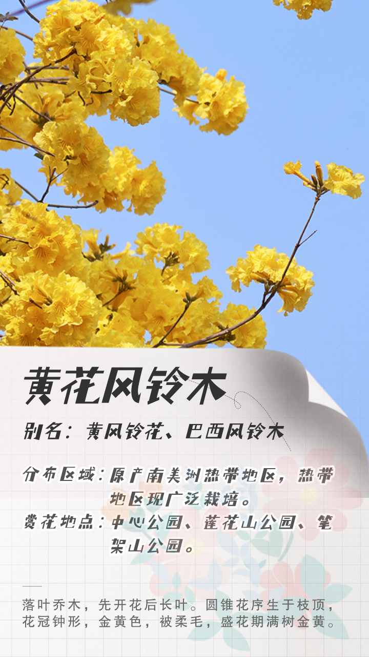 3月花历 | 鹏城花开数不尽，一城春色半城花