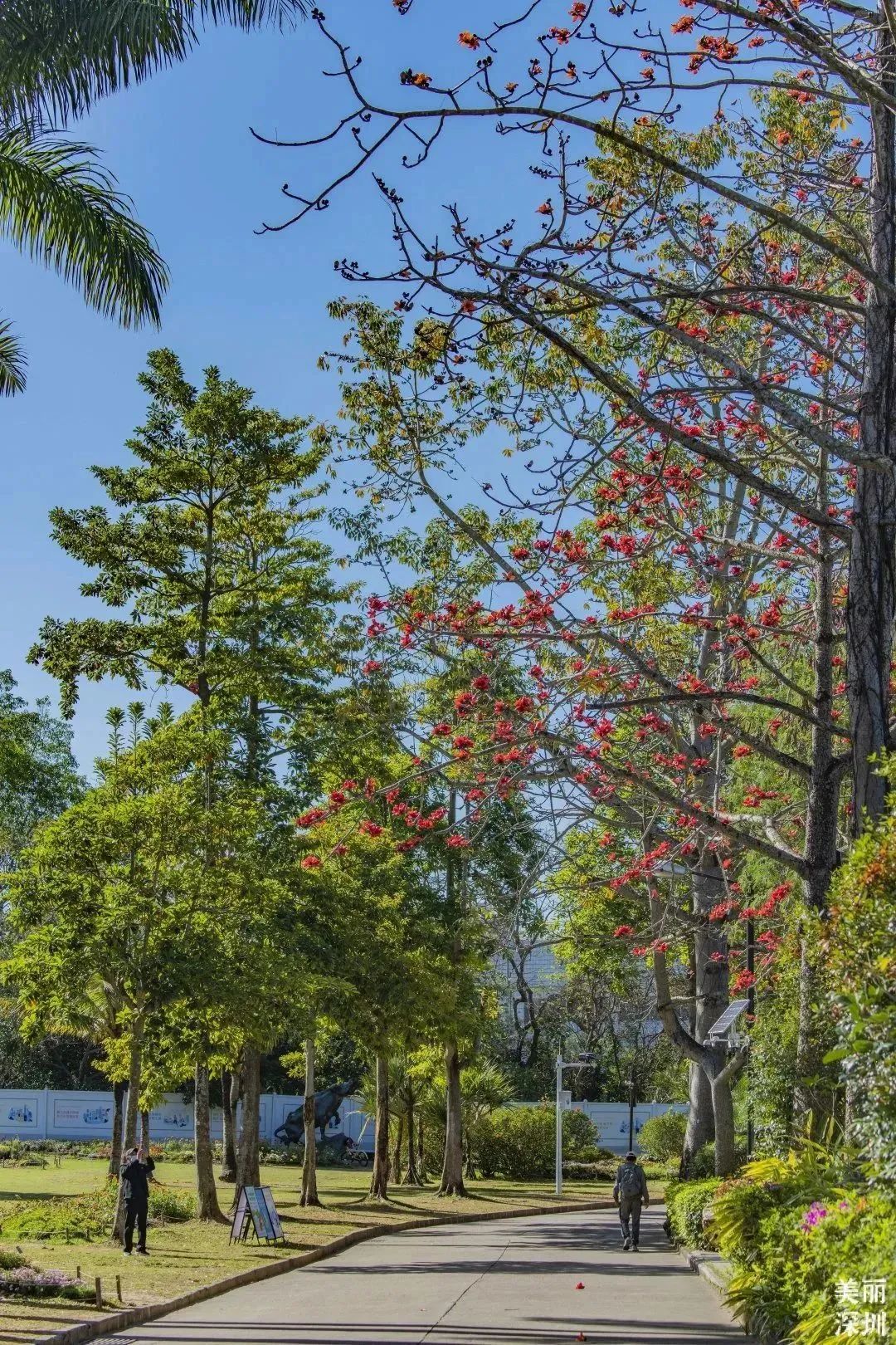 3月花历 | 鹏城花开数不尽，一城春色半城花