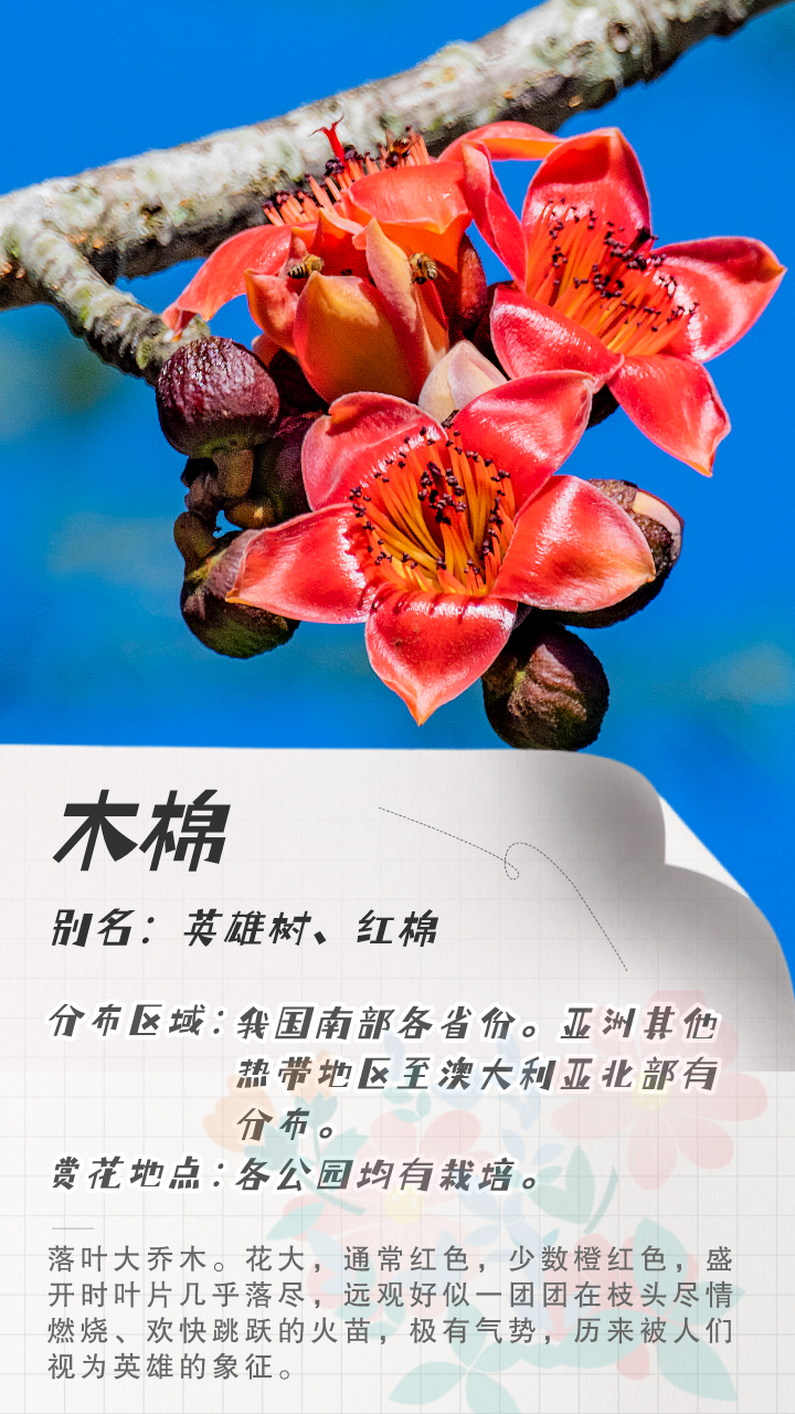 3月花历 | 鹏城花开数不尽，一城春色半城花