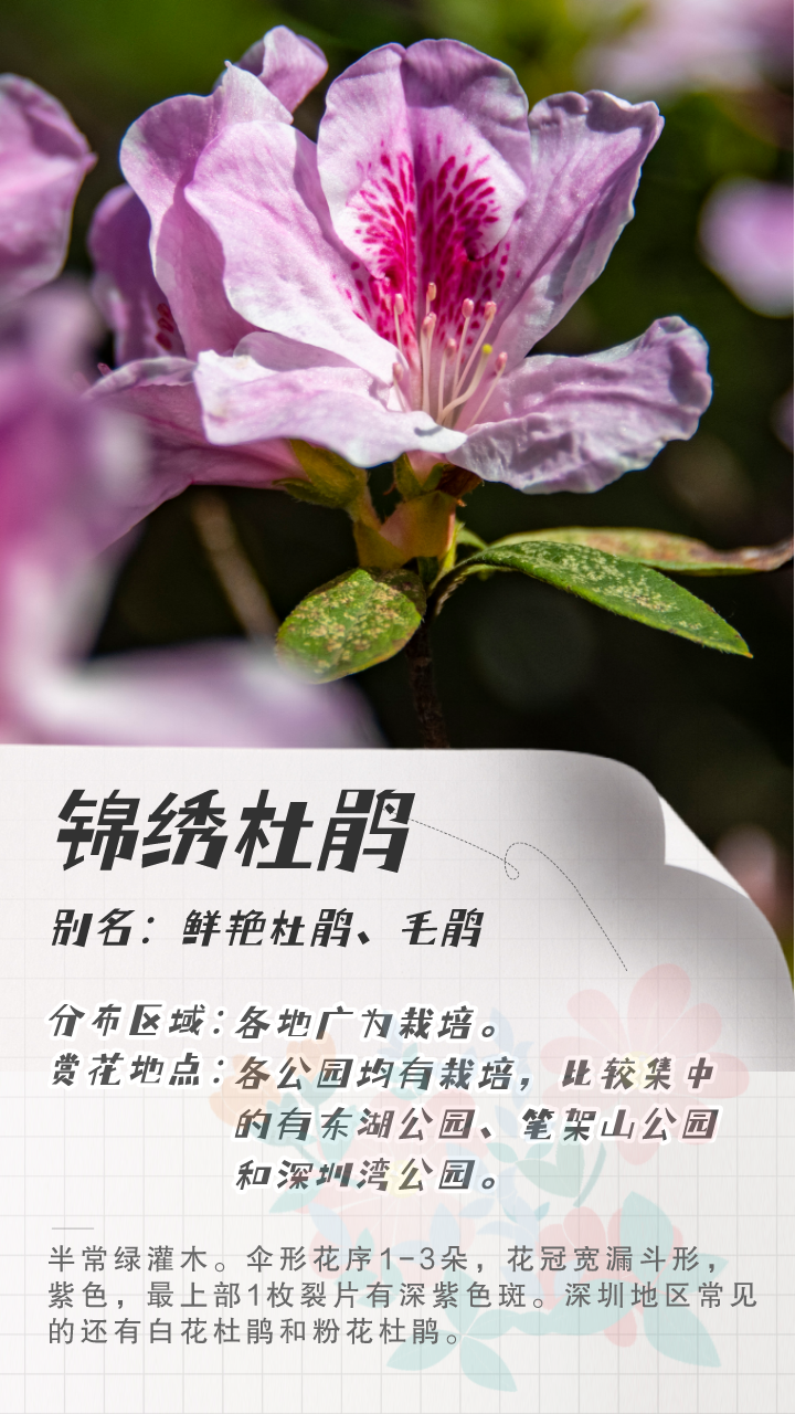 3月花历 | 鹏城花开数不尽，一城春色半城花