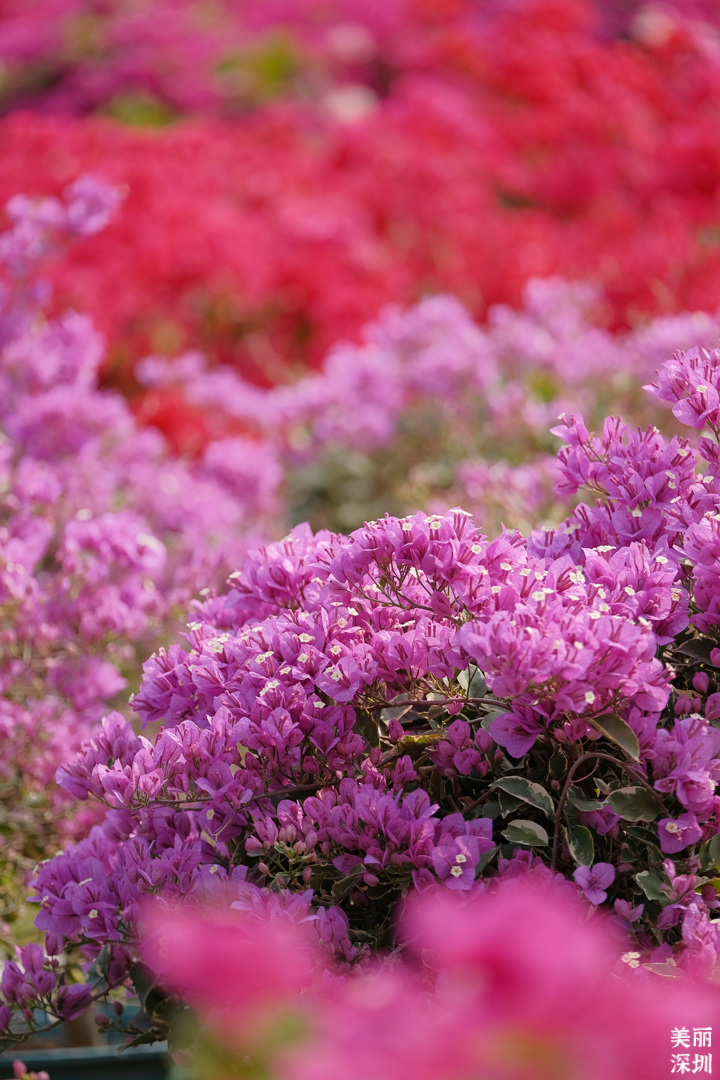 3月花历 | 鹏城花开数不尽，一城春色半城花