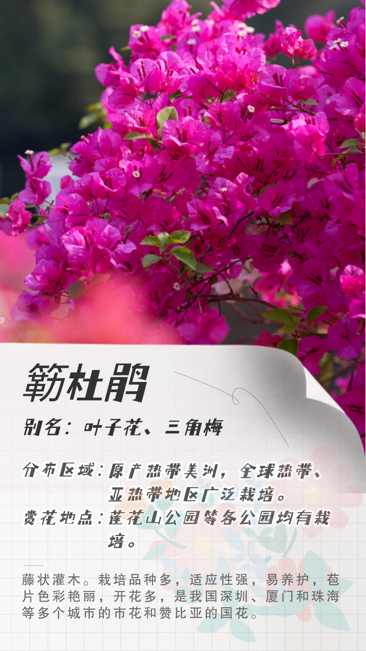 3月花历 | 鹏城花开数不尽，一城春色半城花