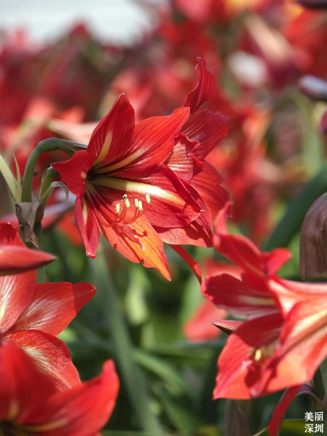 3月花历 | 鹏城花开数不尽，一城春色半城花