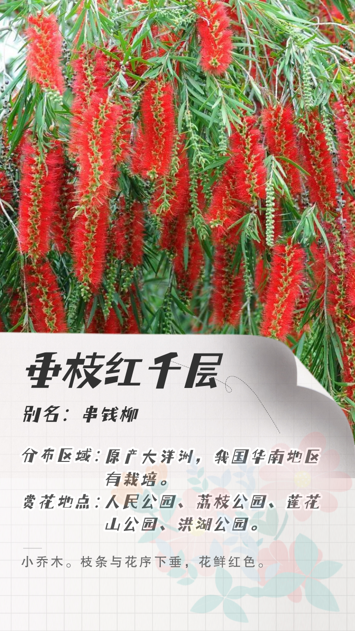 3月花历 | 鹏城花开数不尽，一城春色半城花