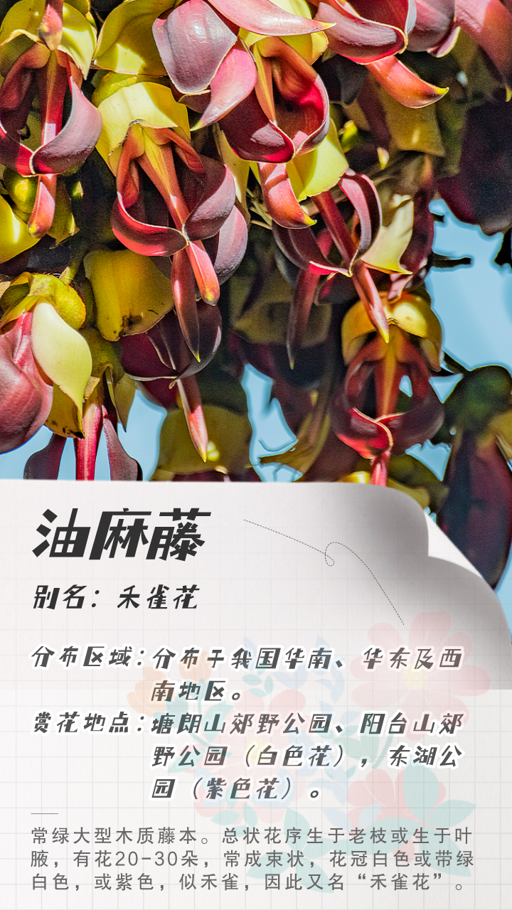 3月花历 | 鹏城花开数不尽，一城春色半城花