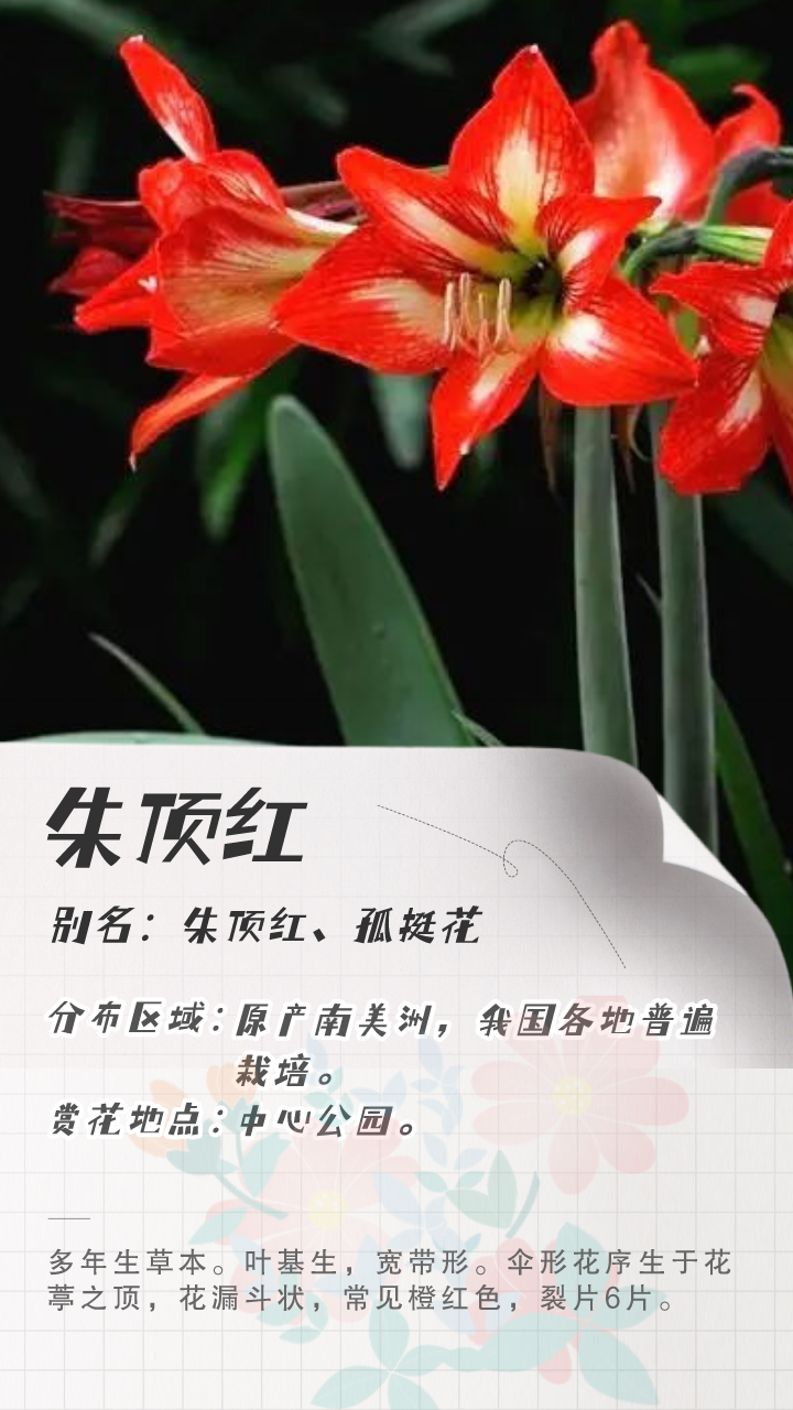 3月花历 | 鹏城花开数不尽，一城春色半城花