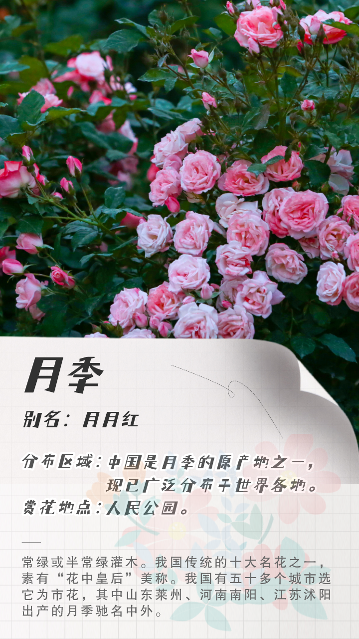 3月花历 | 鹏城花开数不尽，一城春色半城花