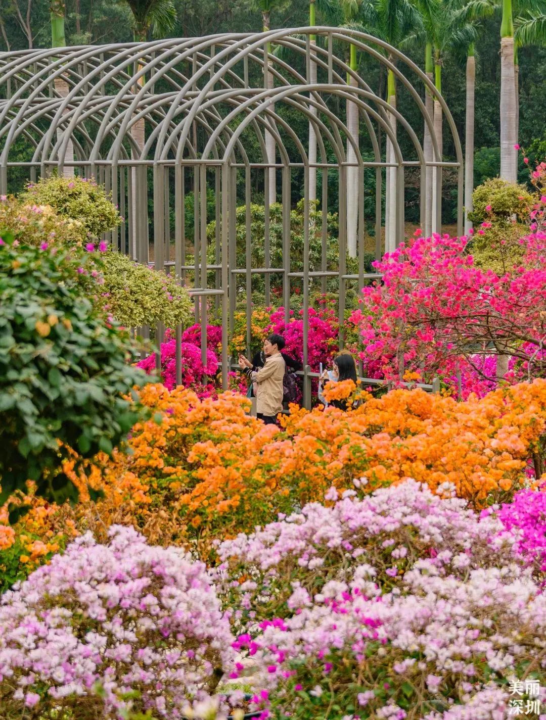 3月花历 | 鹏城花开数不尽，一城春色半城花