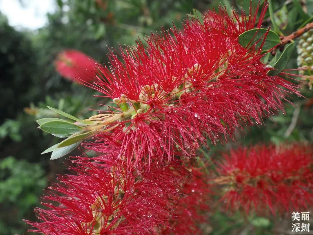 3月花历 | 鹏城花开数不尽，一城春色半城花