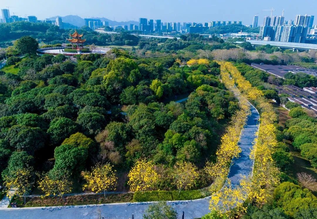 绿美深圳 | 春和景明，这条光明春日踏青路线请收好~