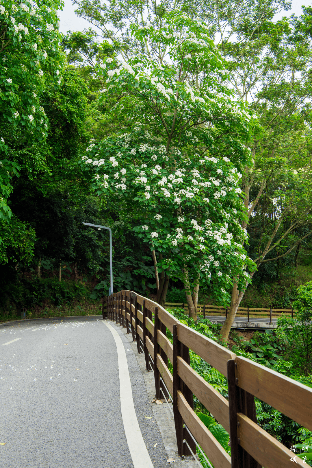 绿美深圳 | 春和景明，这条光明春日踏青路线请收好~