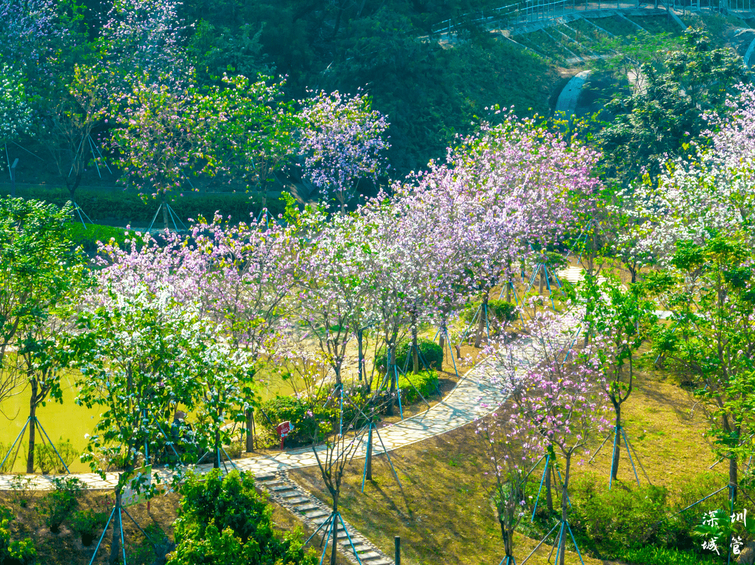 绿美深圳 | 春和景明，这条光明春日踏青路线请收好~