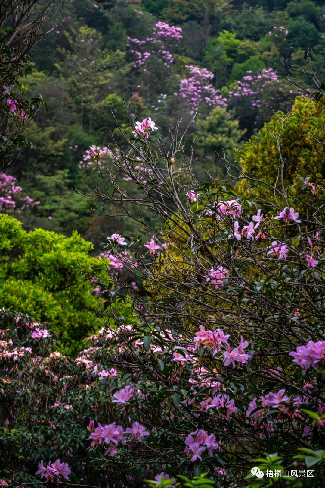 梧桐山风景区主入口正式开通！地铁直达！