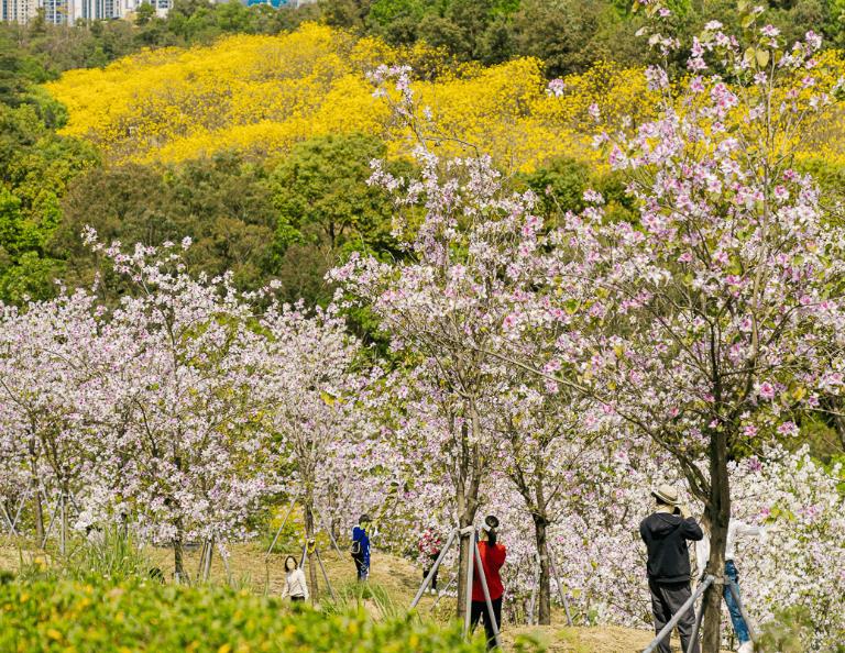 平湖生态园-桃花岛