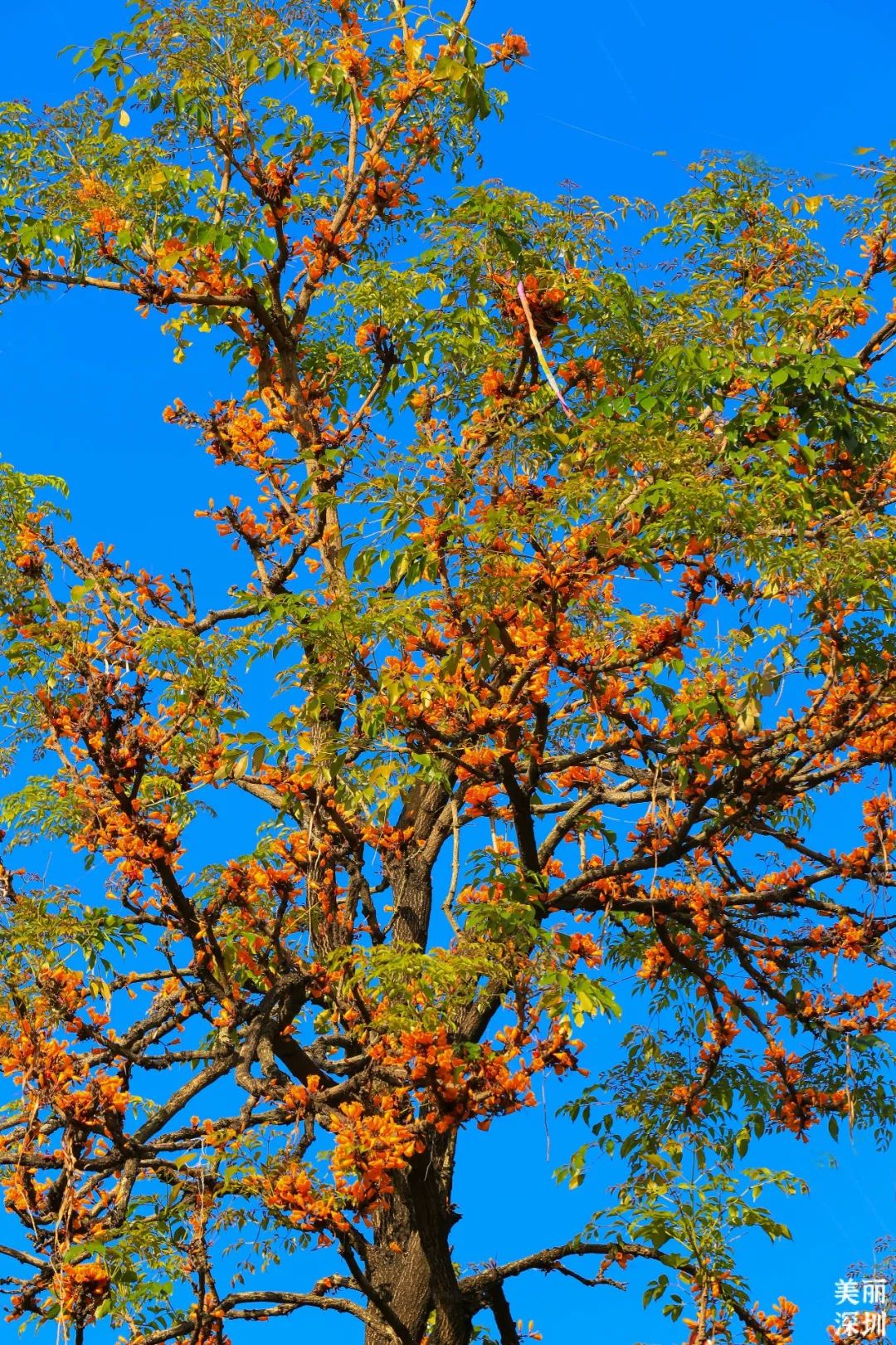 4月花历 | 人间四月芳菲尽 鹏城繁花正盛开