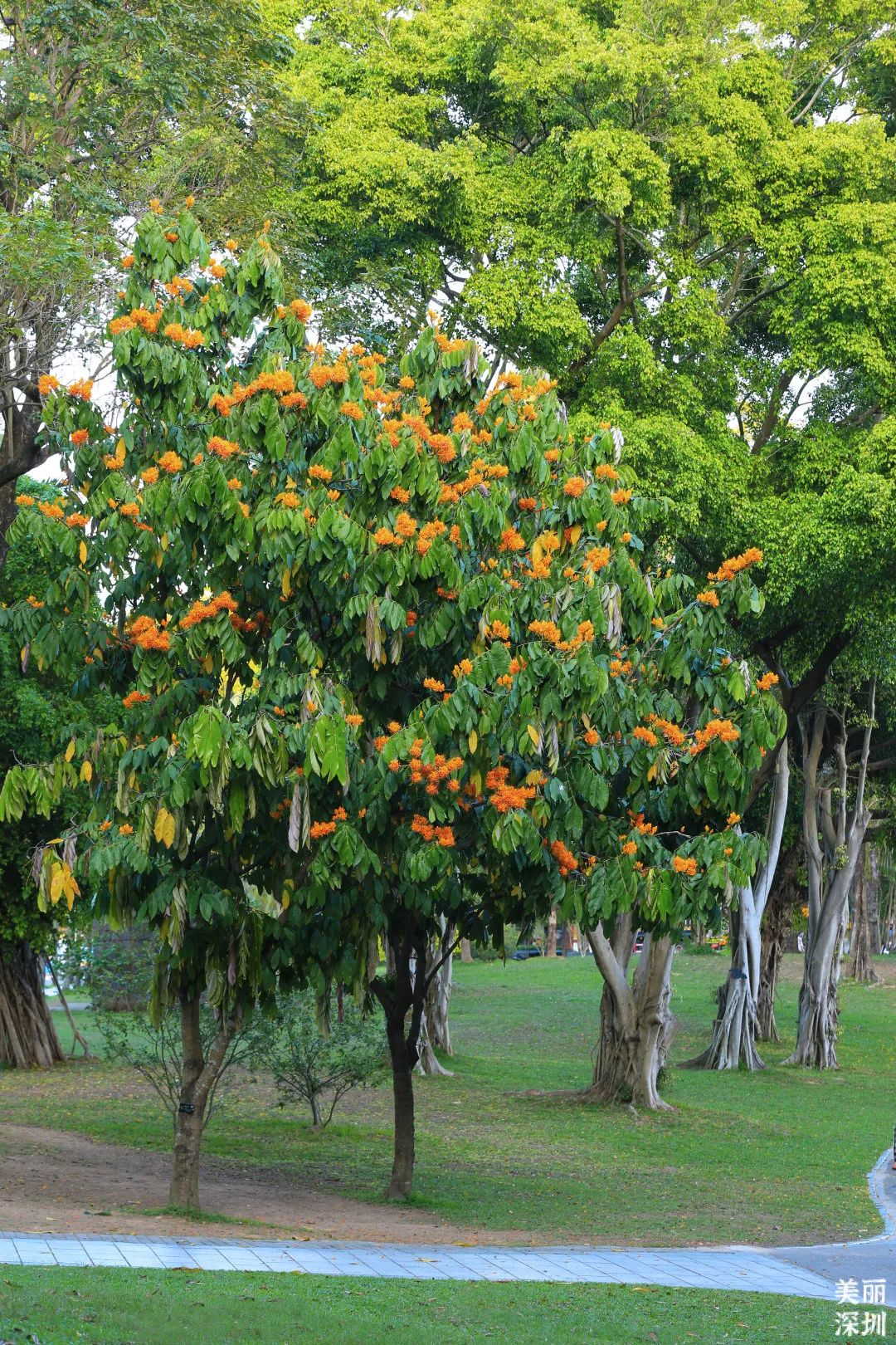 4月花历 | 人间四月芳菲尽 鹏城繁花正盛开