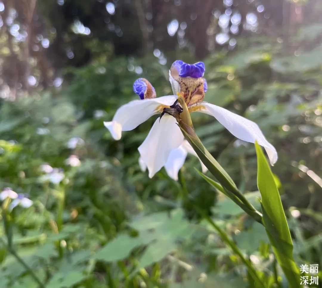 4月花历 | 人间四月芳菲尽 鹏城繁花正盛开