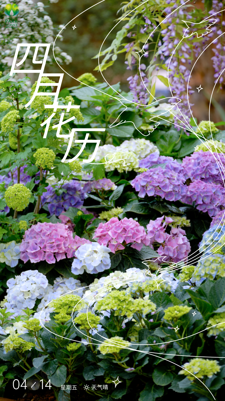 4月花历 | 人间四月芳菲尽 鹏城繁花正盛开