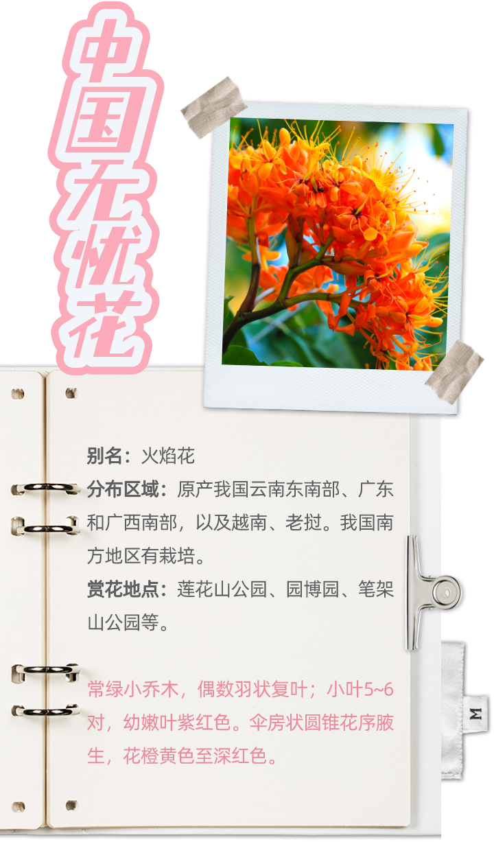 4月花历 | 人间四月芳菲尽 鹏城繁花正盛开