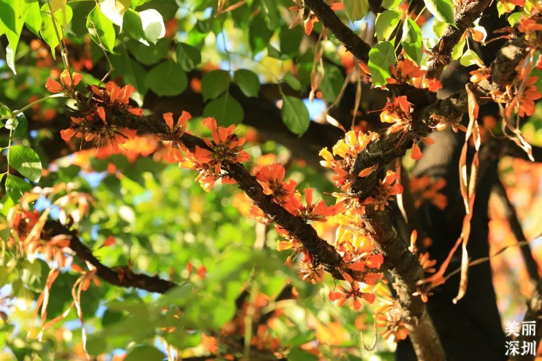 4月花历 | 人间四月芳菲尽 鹏城繁花正盛开