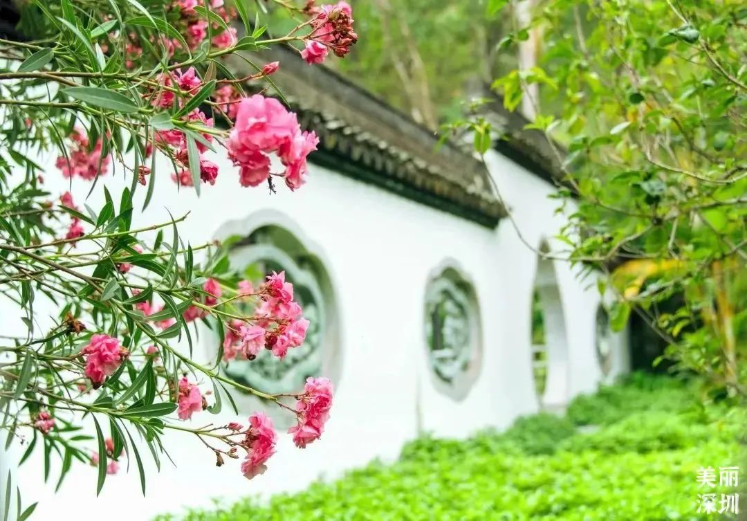 4月花历 | 人间四月芳菲尽 鹏城繁花正盛开