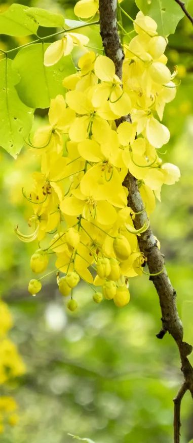 5月花历 | 13张花历海报里藏着鹏城的夏日繁花