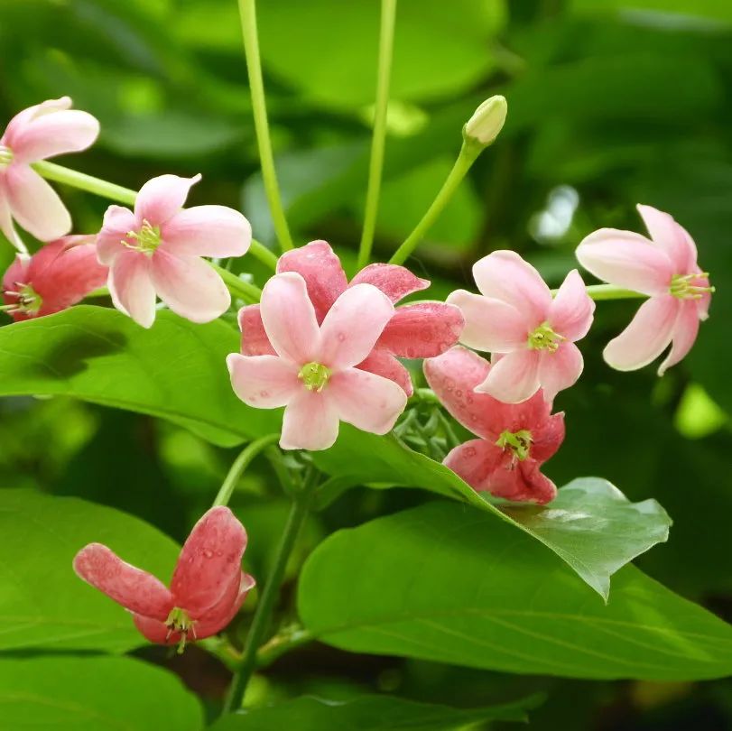 5月花历 | 13张花历海报里藏着鹏城的夏日繁花