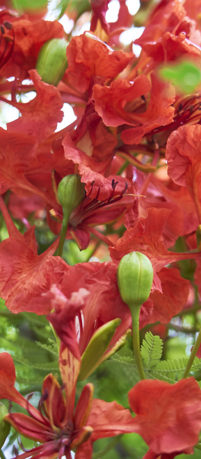 5月花历 | 13张花历海报里藏着鹏城的夏日繁花