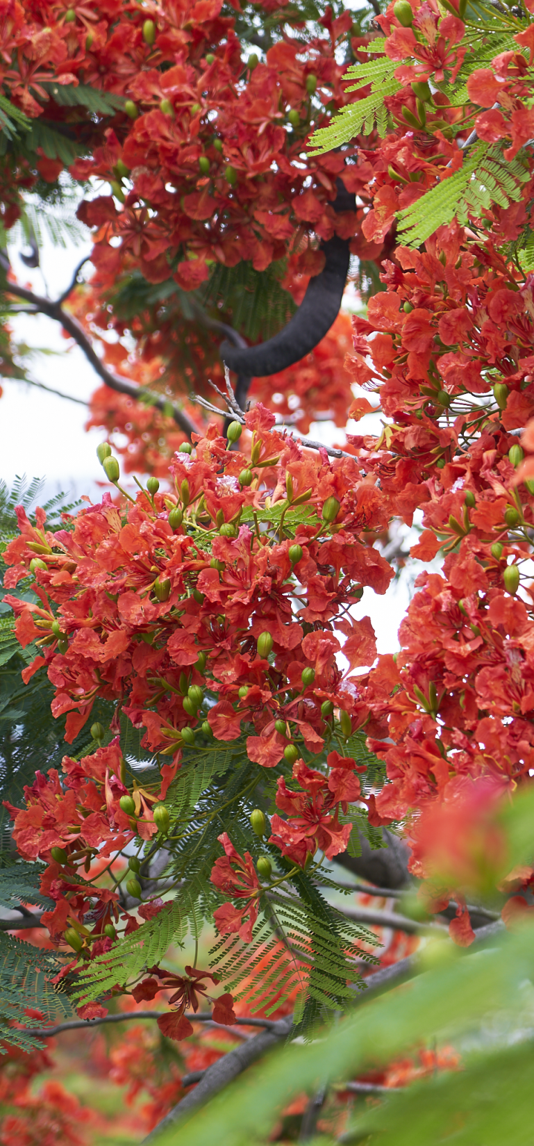 5月花历 | 13张花历海报里藏着鹏城的夏日繁花