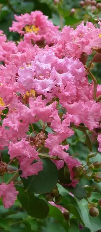 5月花历 | 13张花历海报里藏着鹏城的夏日繁花