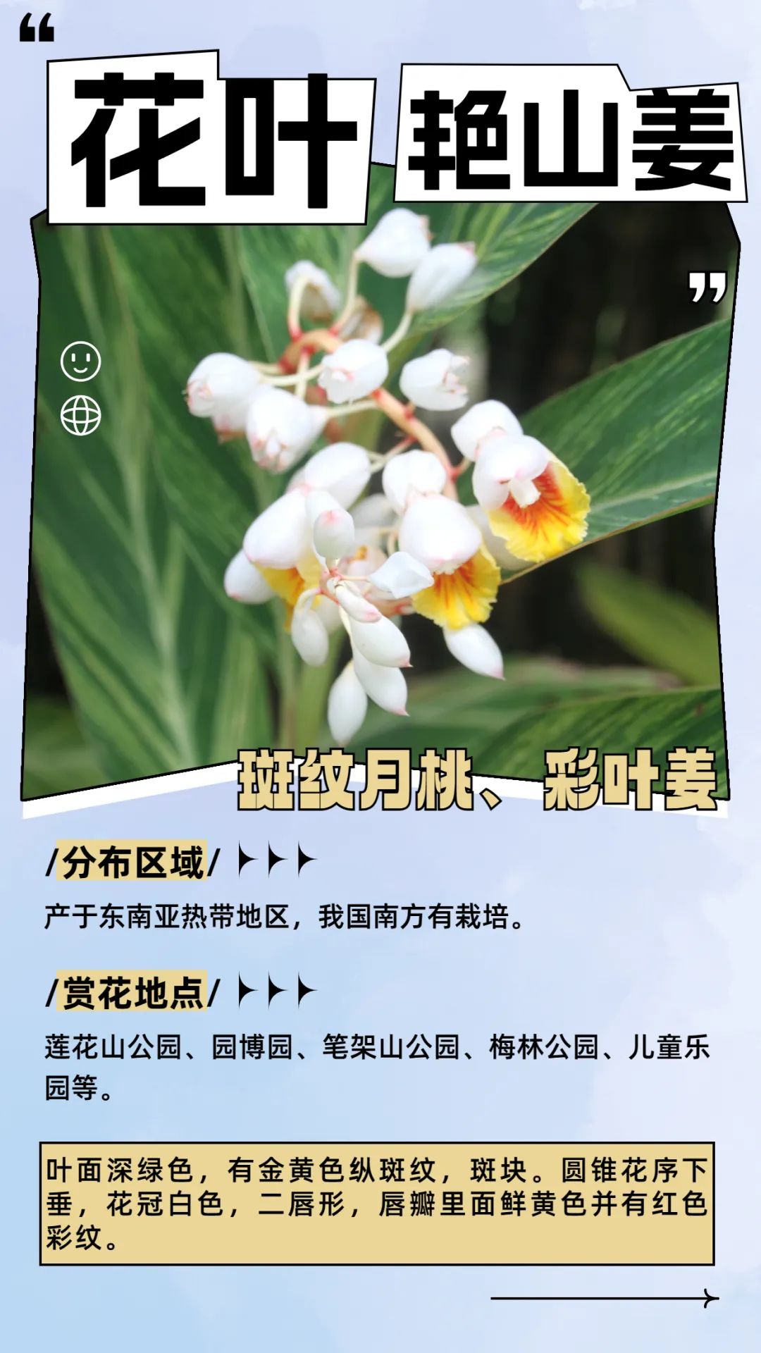 6月花历 | 花香随夏至，恰是六月时