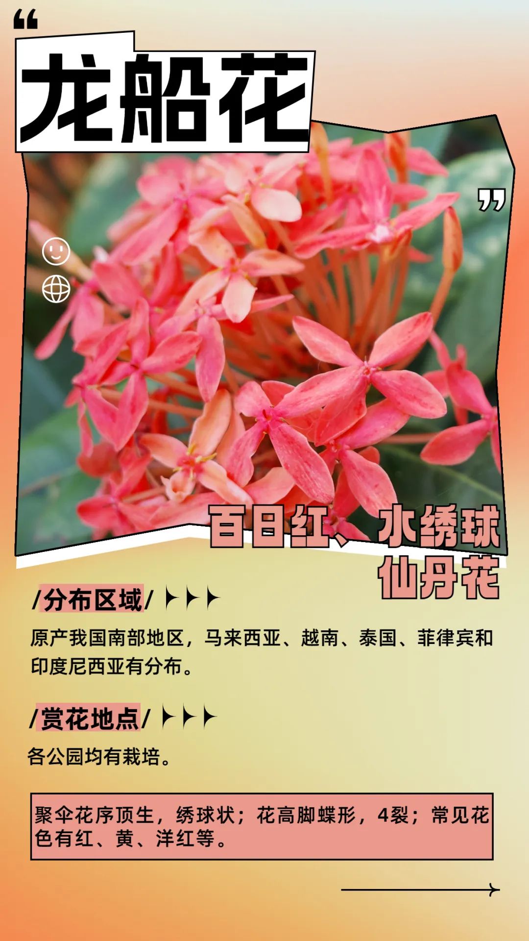 6月花历 | 花香随夏至，恰是六月时