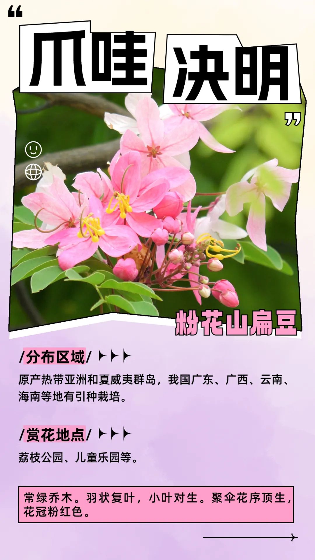 6月花历 | 花香随夏至，恰是六月时