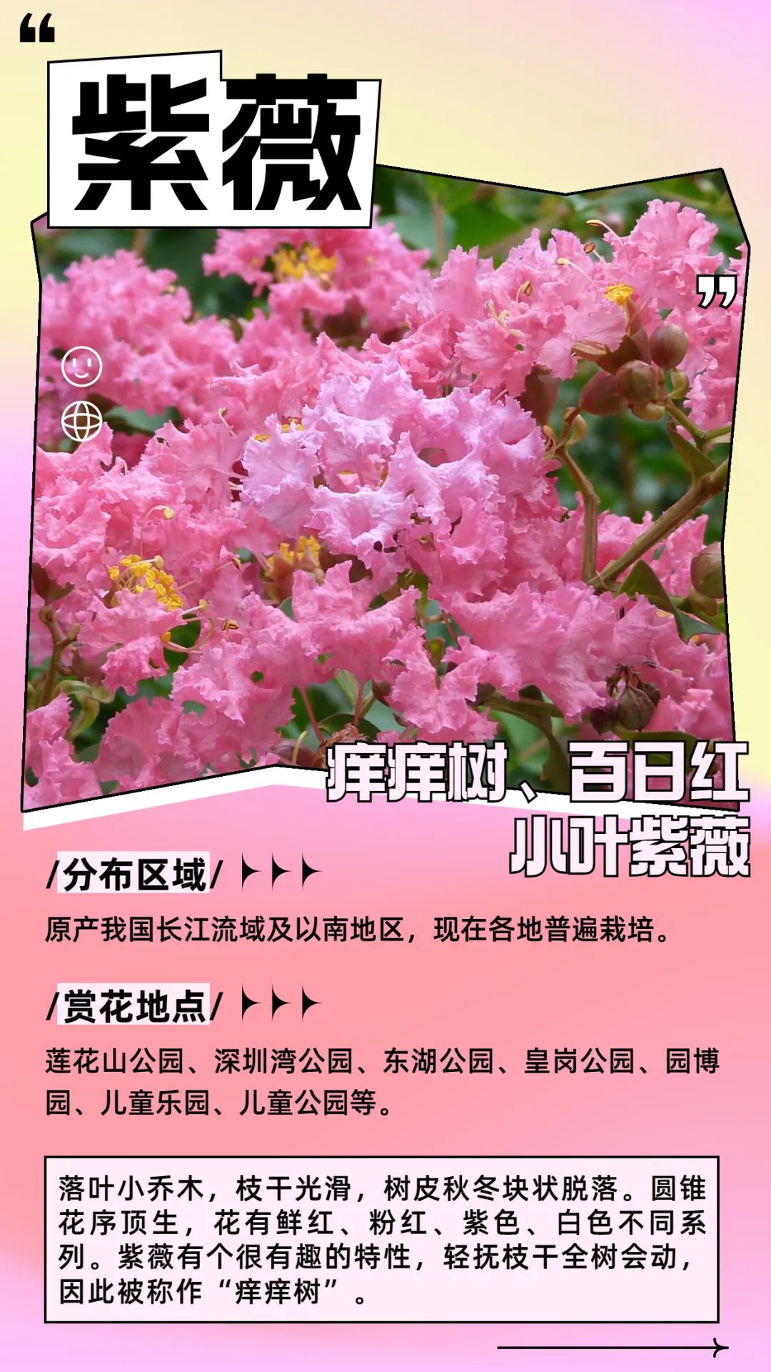 6月花历 | 花香随夏至，恰是六月时