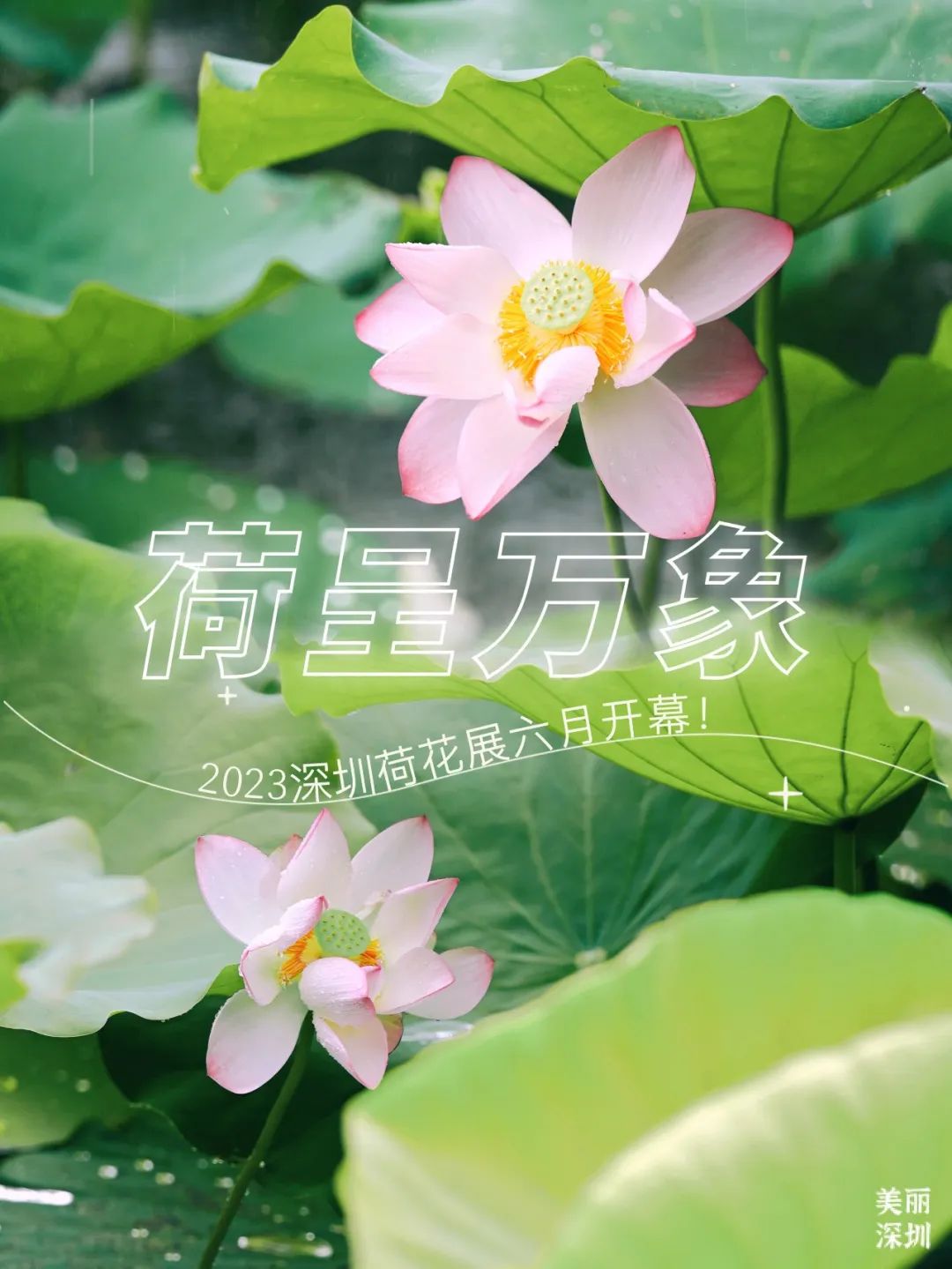 2023深圳荷花展来了！错过这片花海就错过了深圳的夏天