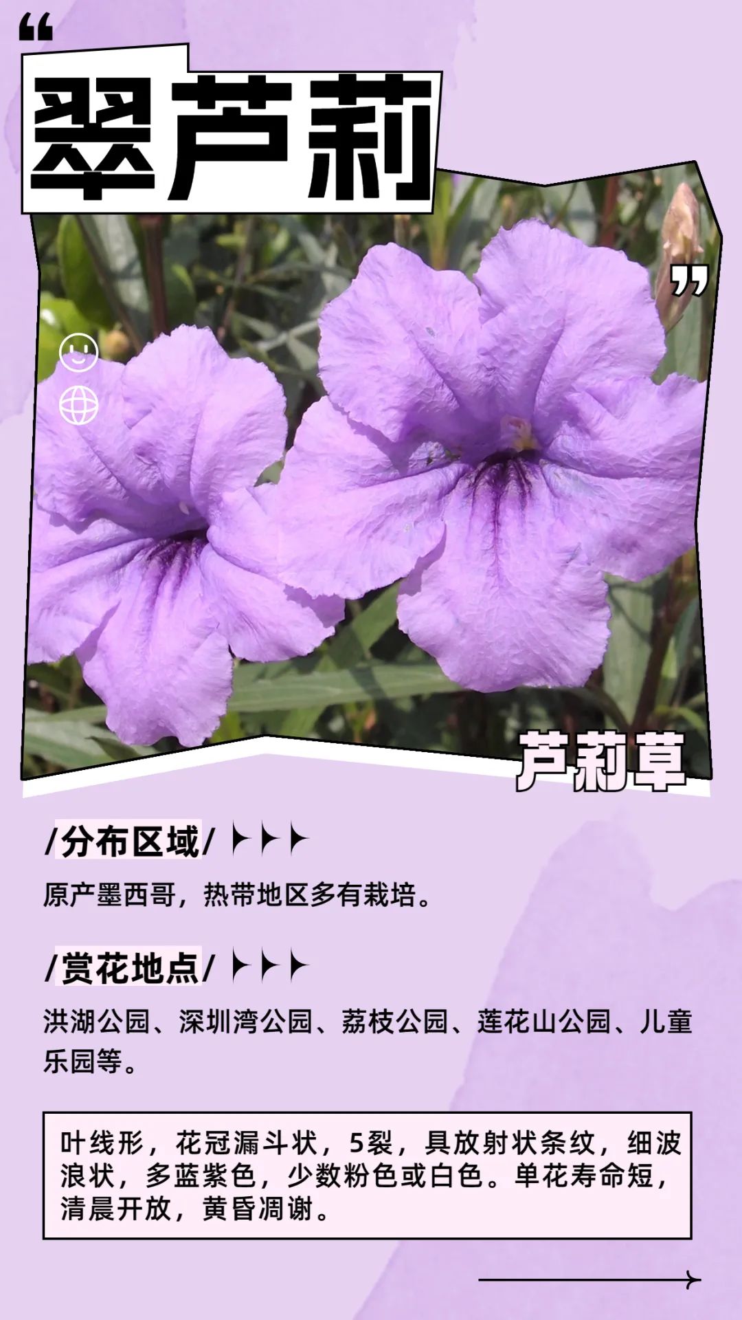 6月花历 | 花香随夏至，恰是六月时