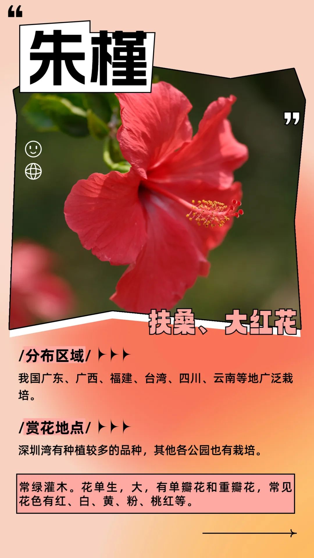 6月花历 | 花香随夏至，恰是六月时