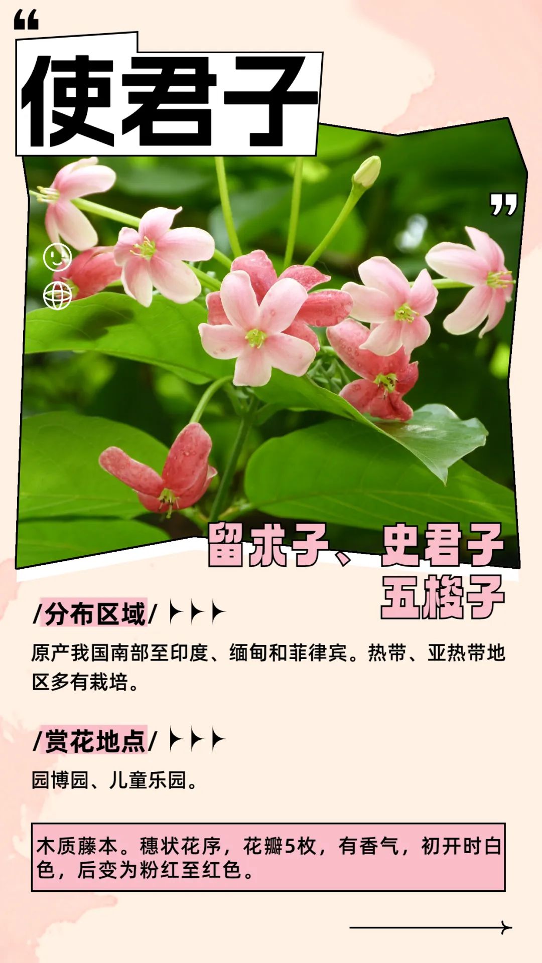 6月花历 | 花香随夏至，恰是六月时