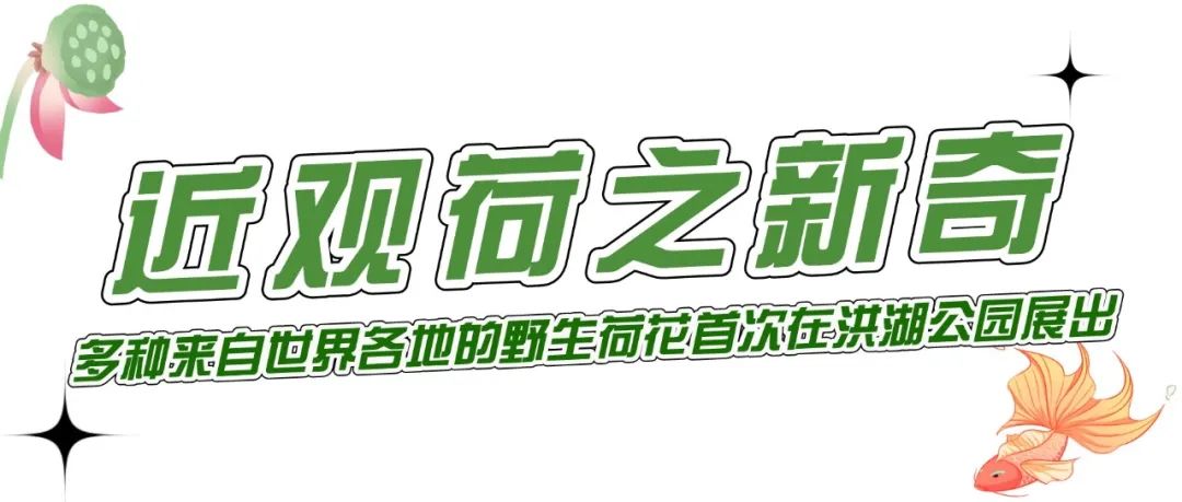 2023深圳荷花展来了！错过这片花海就错过了深圳的夏天