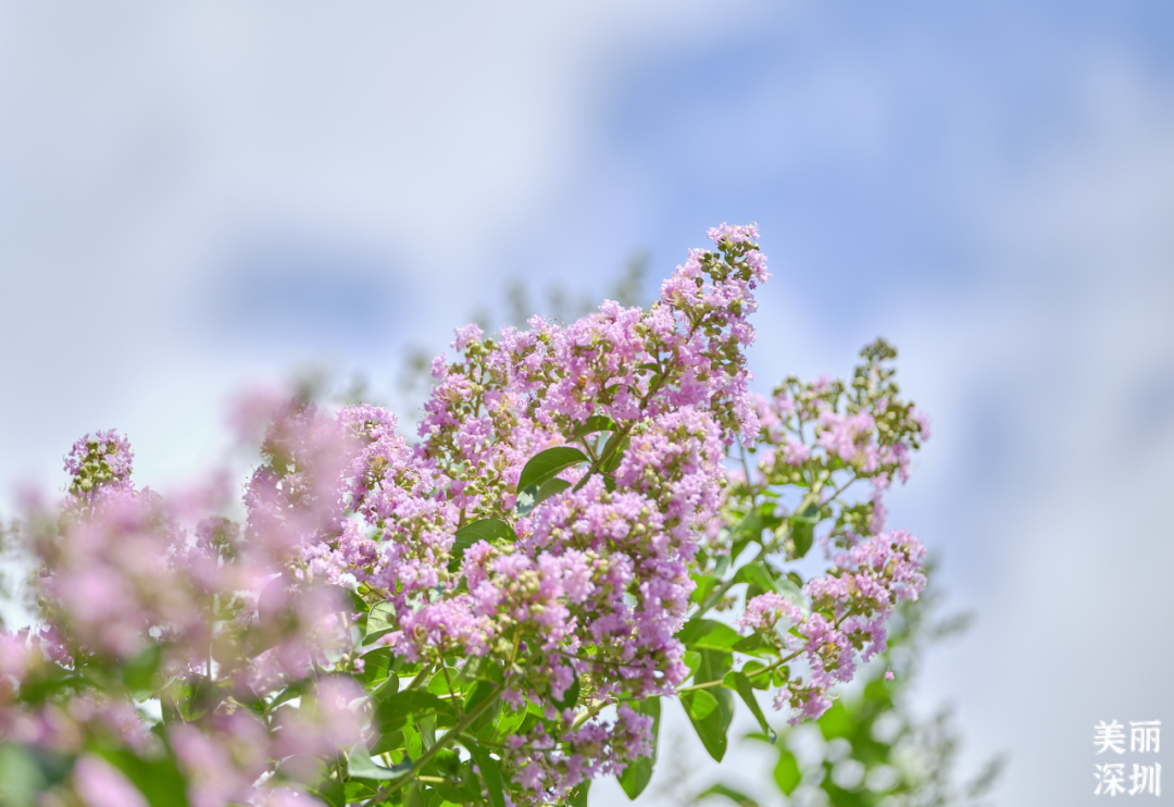 七月花历 | 夏虫鸣唱，蝉声鼓乐，七月夏花绚烂盛放