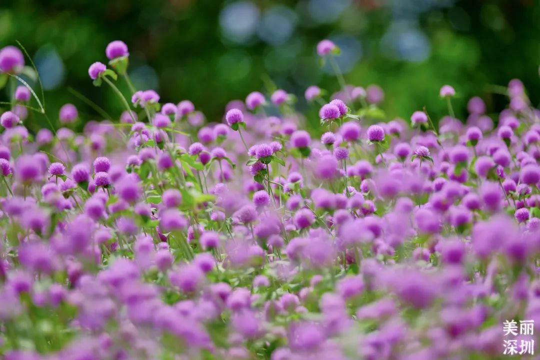 七月花历 | 夏虫鸣唱，蝉声鼓乐，七月夏花绚烂盛放