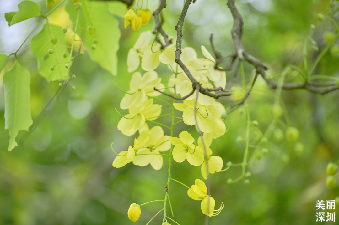 七月花历 | 夏虫鸣唱，蝉声鼓乐，七月夏花绚烂盛放